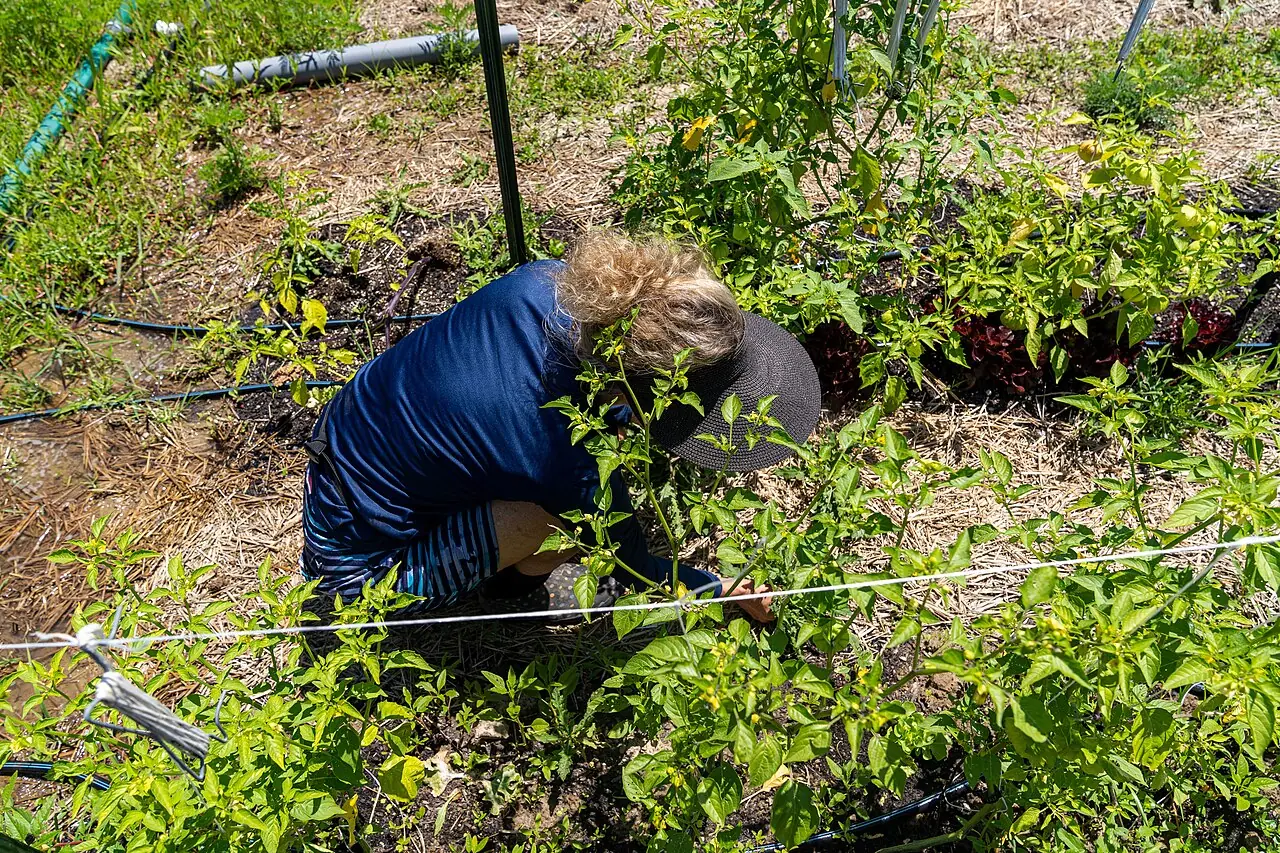 Pam Boyd, the volunteer representative on the Noblesville First United Methodist Church Board, checks tomatillos growing at Teter Organic Fa