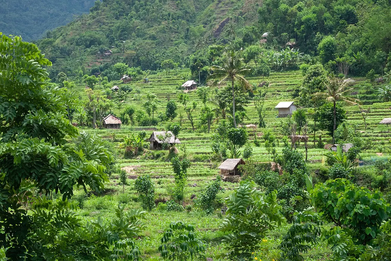 Valleys of rice fields on rich volcanic soil are interspersed with lofty old-growth forest on the northeastern slopes of Mount Lempuyang/Ser