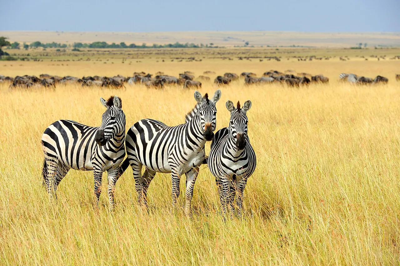 Three zebras ( Equus quagga boehmi ) in tall yellow grass, with flocks of zebras in the background. Masai Mara National Park, Kenya