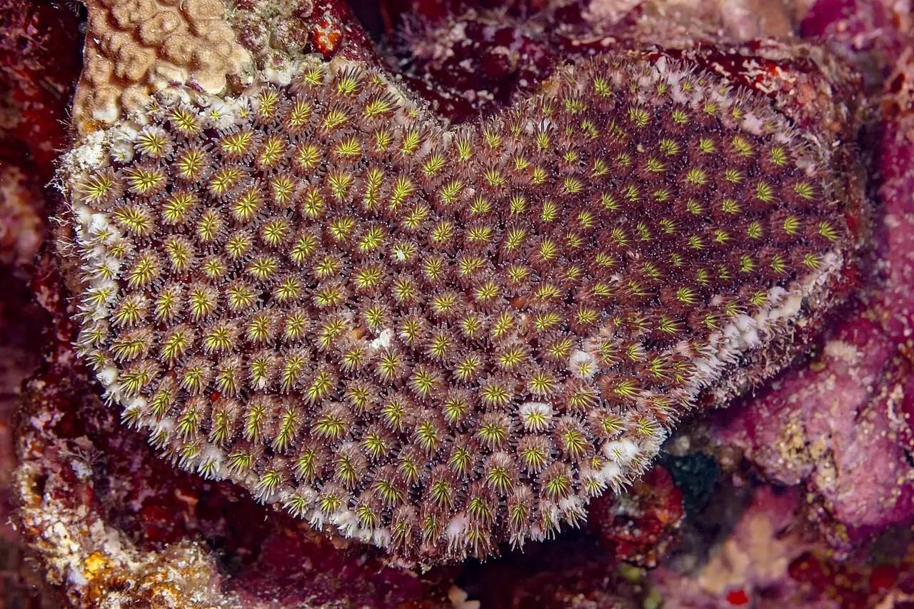 Coral ( Galaxea fascicularis ), Red Sea, Egypt. It's a species of colonial stony coral commonly known as octopus coral, fluorescence grass c