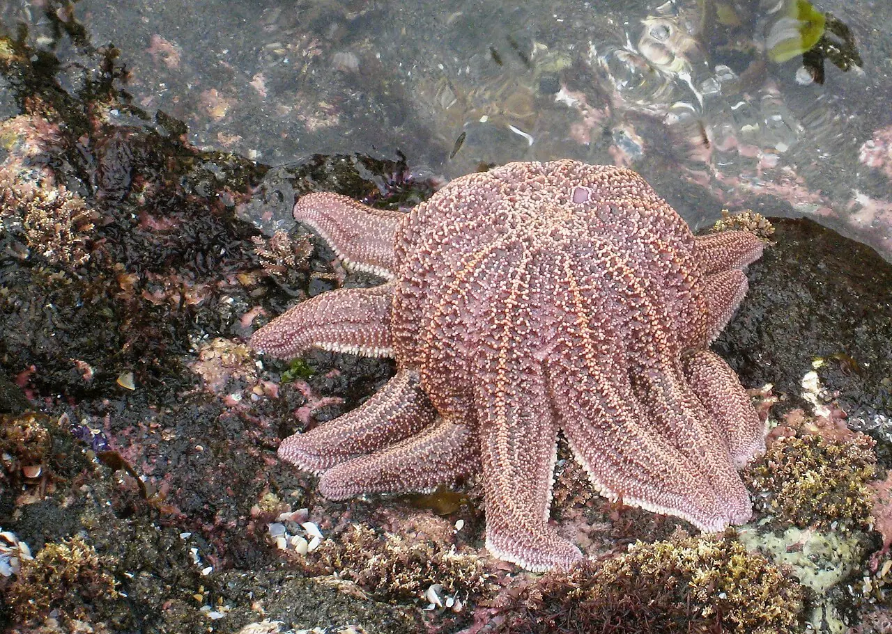 Reef starfish ( Stichaster australis ) apparently lifting itself out from the rock, probably feeding on a mussel. This view is from above; w