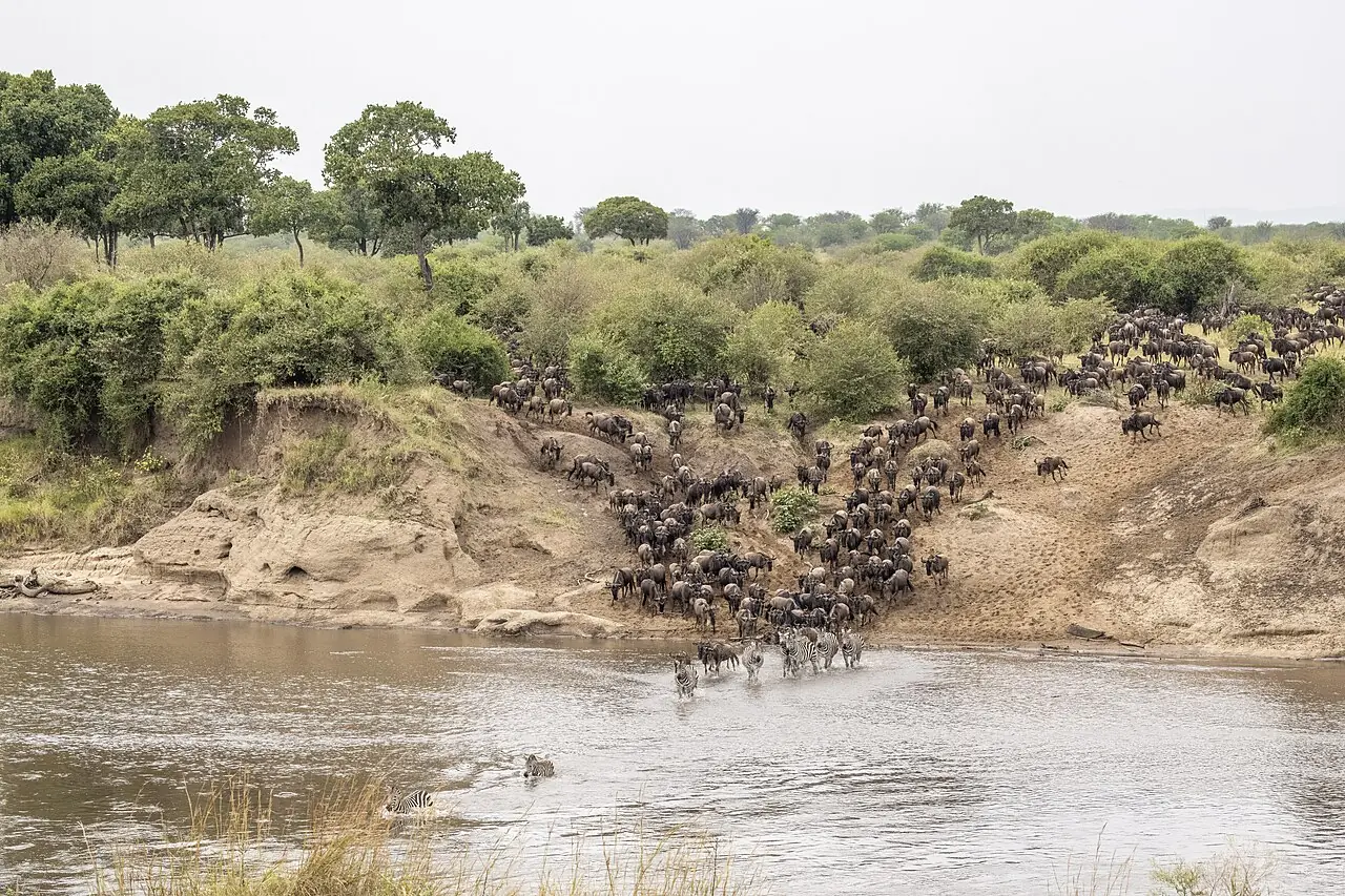 Western white-bearded wildebeest ( Connochaetes taurinus mearnsi ), Mara River crossing, Serengeti National Park, Tanzania. 2b. the wildebee
