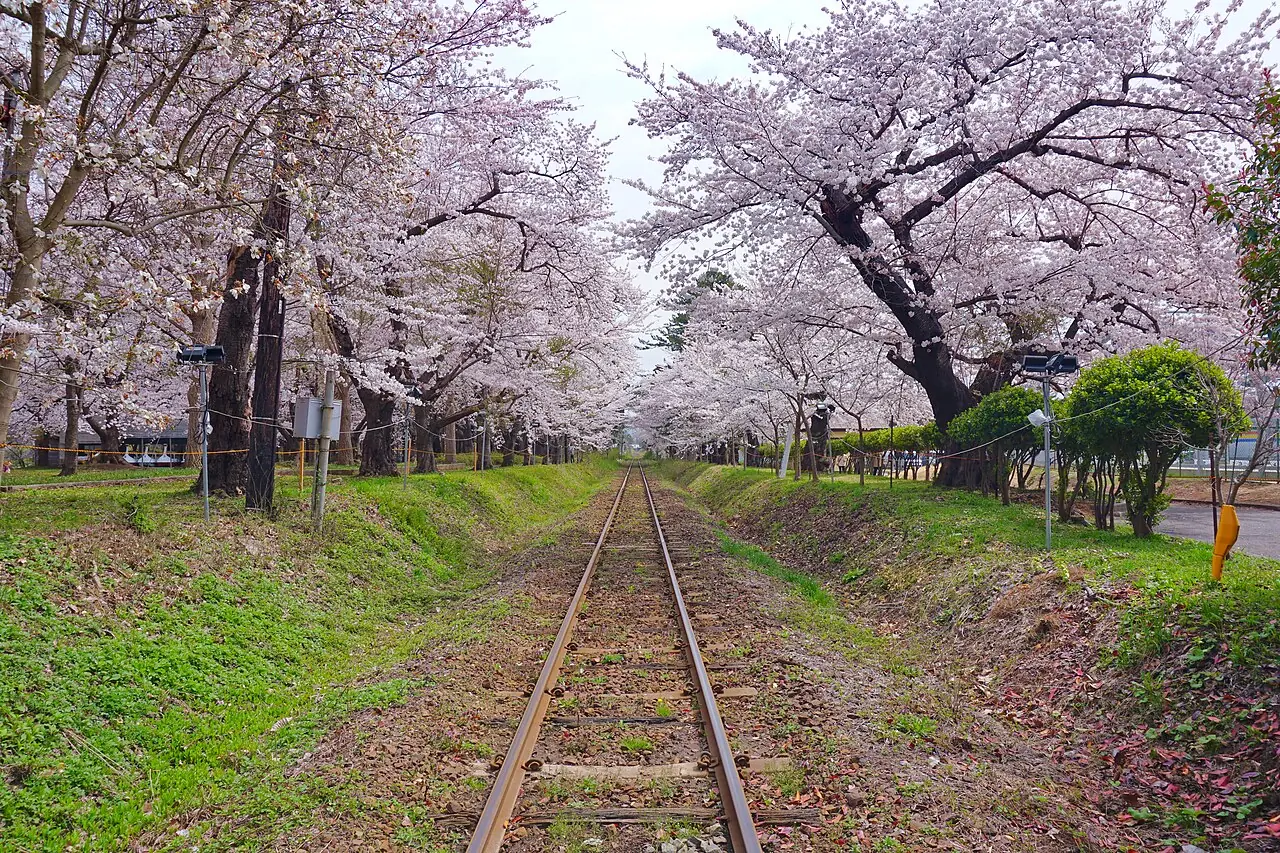 Tsugaru Railway tracks running through rows of cherry blossom trees ( sakura ) in Ashino Chishōgun Prefectural Natural Park , Goshogawara to