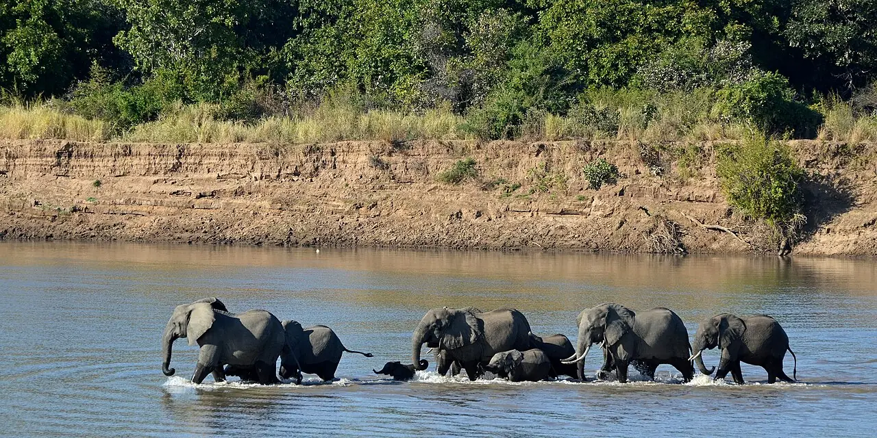 Elephants ( Loxodonta africana ) crossing the Luangwa River , South Luangwa National Park , Zambia .